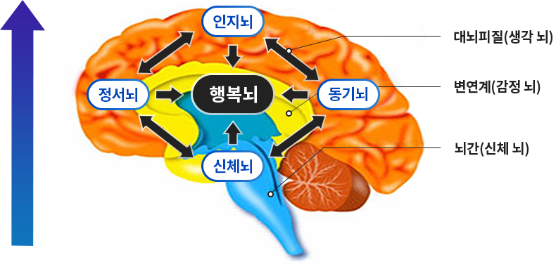 행복뇌